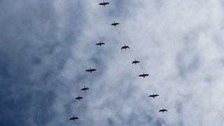 Migration des oiseaux sauvages: conseils pour éviter le virus de l'influenza aviaire